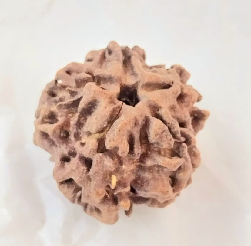 Natural Rudraksha